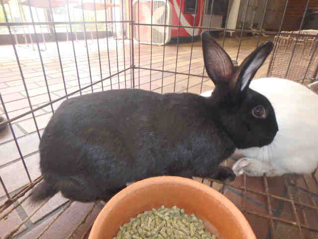 Adopt BAMA a Angora Rabbit