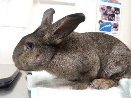 Adopt Rue Jr a Chocolate American / American / Mixed rabbit in Williamsport