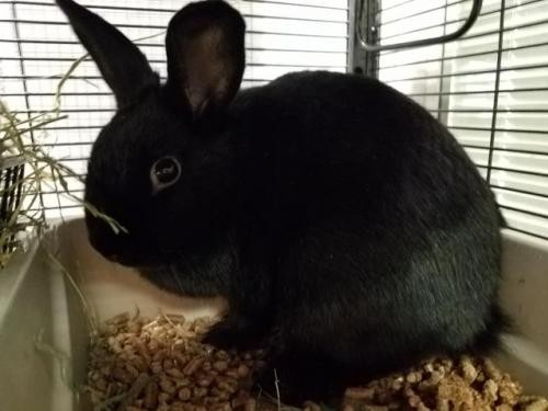 Adopt TULIP a Other/Unknown / Mixed (medium coat) rabbit in Tacoma