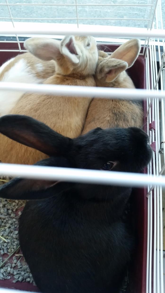 Adopt Piper a Bunny Rabbit