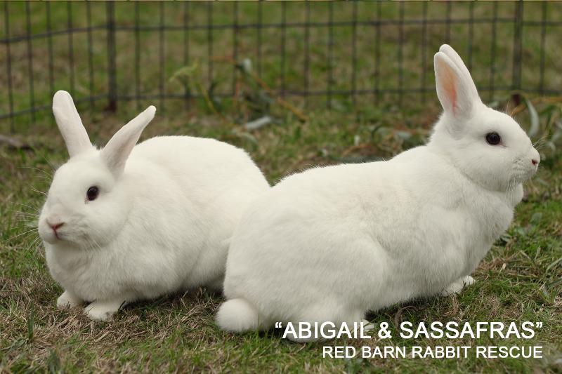 Adopt Abigail a Bunny Rabbit