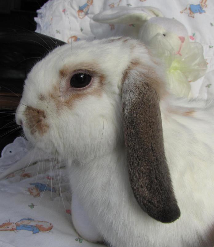 Adopt Daisy a White Lop, Holland / Mixed (medium coat) rabbit in Warren