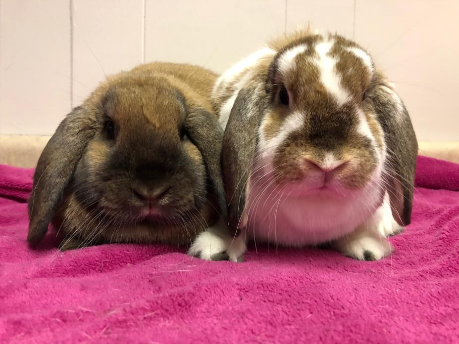 Adopt Violet a Bunny Rabbit