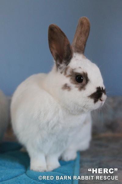 Adopt Herc a Bunny Rabbit