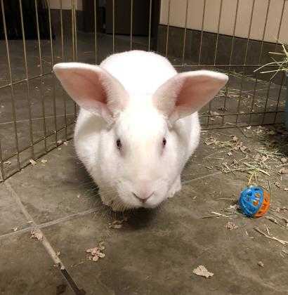 Adopt Junior a White American / Mixed rabbit in Dubuque, IA (24856751)