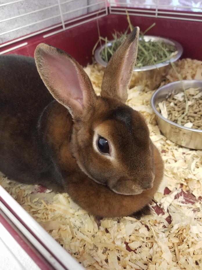 Adopt Alistair a Rex