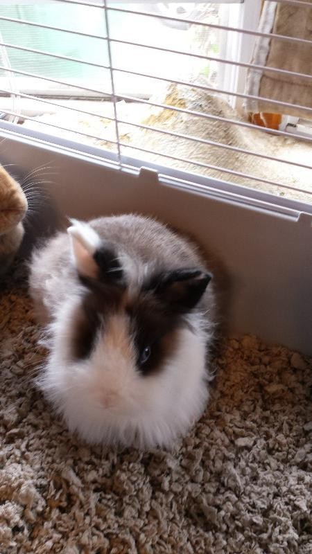 Adopt HARRIET a Lionhead / Mixed rabbit in Chicopee, MA (20538471)