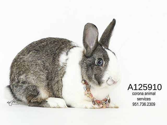 Adopt a Fawn Other/Unknown / Mixed rabbit in Corona, CA (24855188)