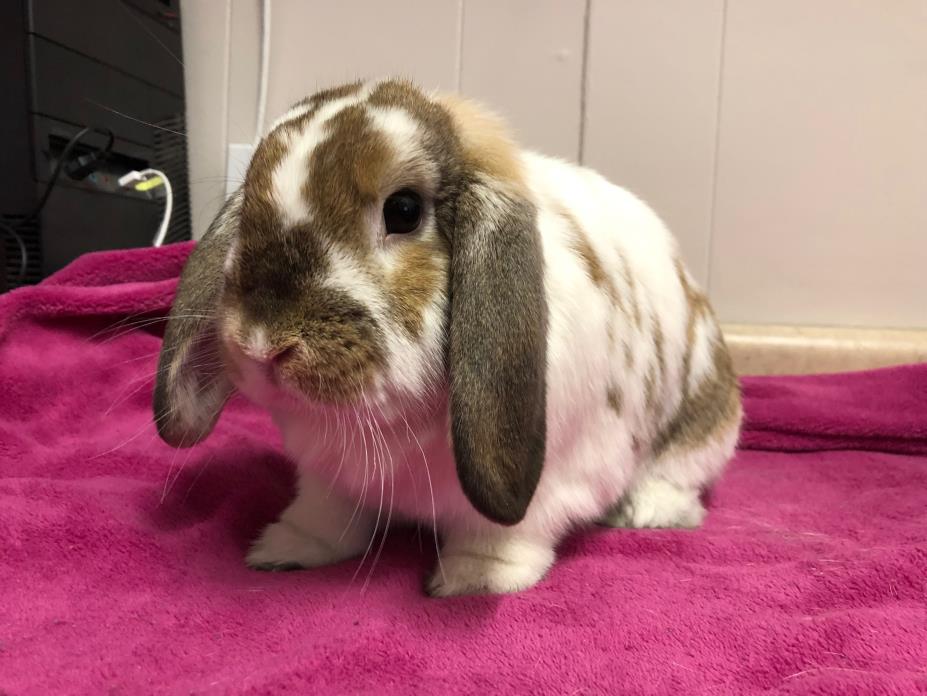 Adopt Vinny a Bunny Rabbit