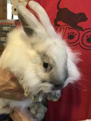 Adopt Boxwood a White Lionhead / Other/Unknown / Mixed rabbit in Negaunee