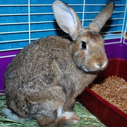 Adopt Hopper 647056 a Chocolate Other/Unknown / Other/Unknown / Mixed rabbit in