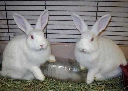 Adopt Blizzzard 647057 a White Other/Unknown / Other/Unknown / Mixed rabbit in