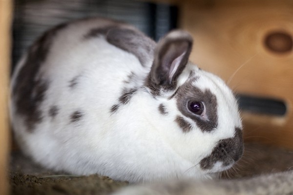 Adopt Juliet a American / Mixed rabbit in Napa, CA (24658309)