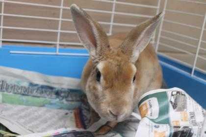 Adopt HARPER a Tan American / American / Mixed rabbit in Daytona Beach