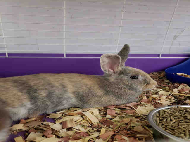 Adopt BUTTERCUP a Fawn Other/Unknown / Mixed rabbit in Fort Walton Beach