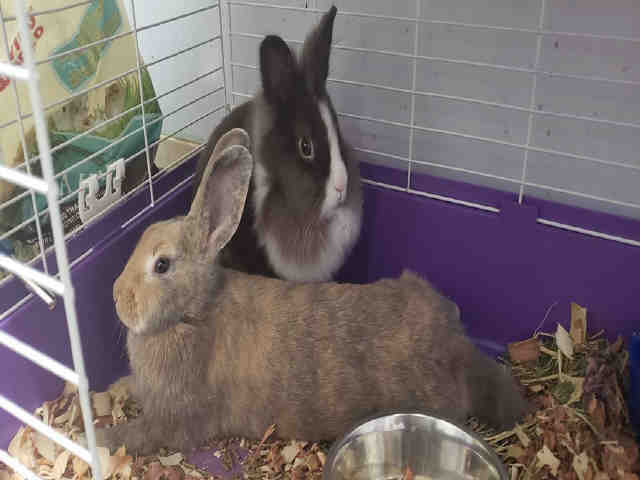 Adopt PRINCESS a Grey/Silver Other/Unknown / Mixed rabbit in Fort Walton Beach