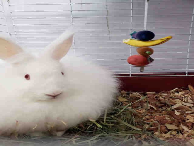 Adopt ABBEY a White Other/Unknown / Mixed rabbit in Fort Walton Beach