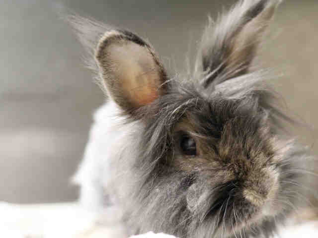 Adopt *SOPHIA* a Grey/Silver Angora, English / Mixed rabbit in Salt Lake City