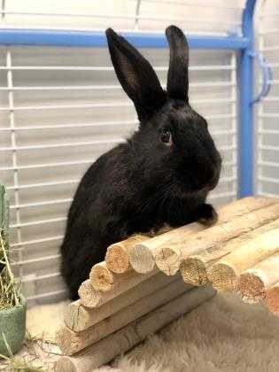 Adopt Cedar a Black American / American / Mixed rabbit in Bowling Green
