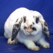 Adopt Betty White a Mini Lop rabbit in Show Low, AZ (24656283)