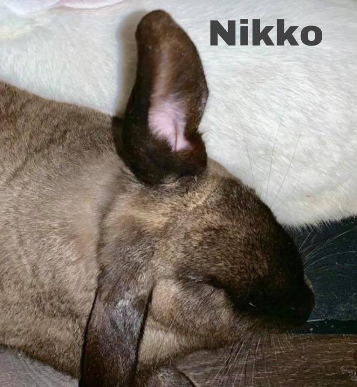 Adopt Nikko a Sable Other/Unknown / Mixed (short coat) rabbit in Matthews