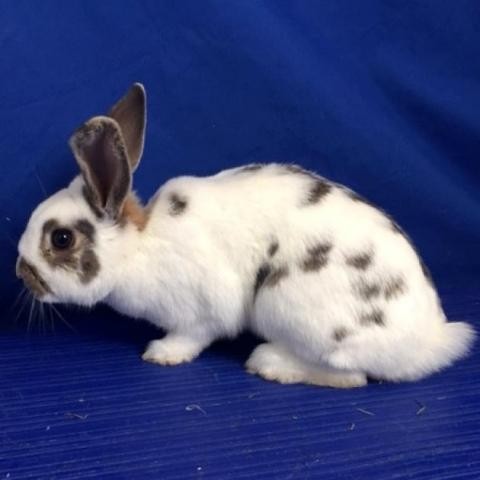 Adopt Thumper a Lop, English rabbit in Show Low, AZ (24656284)