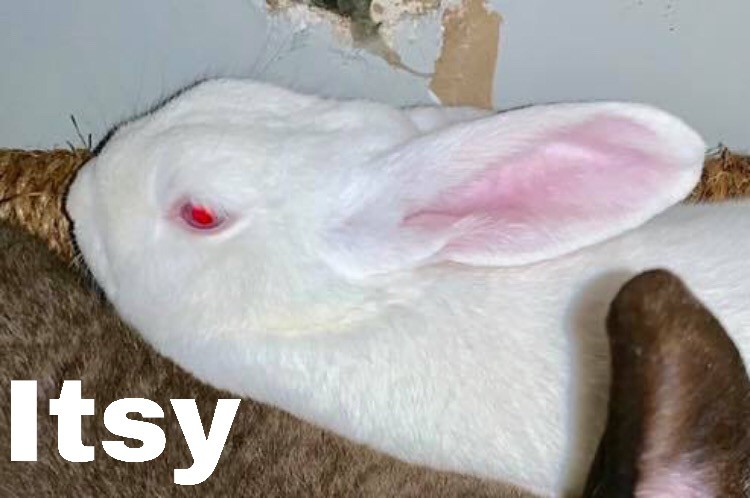 Adopt Itsy a Albino or Red-Eyed White Other/Unknown / Mixed (short coat) rabbit