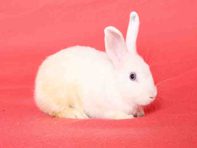 Adopt COSMO a Bunny Rabbit