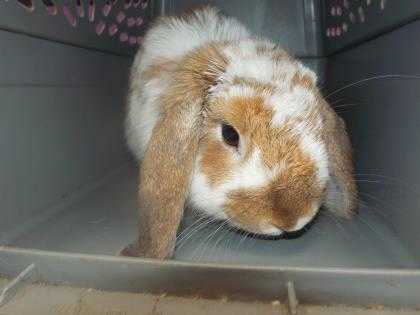 Adopt 40850999 a Tan Lop, English / Lop, English / Mixed rabbit in Fort Worth