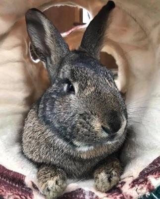Adopt Marvid a Bunny Rabbit