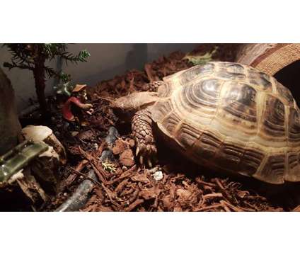 Russian tortoise with enclosure
