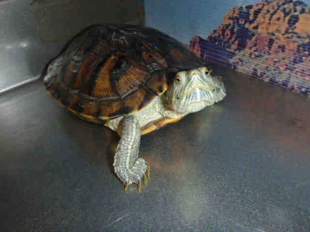 Adopt BUDHA a Turtle - Other / Mixed reptile, amphibian, and/or fish in