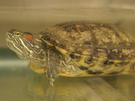 Adopt *MIKE a Turtle - Other / Mixed reptile, amphibian, and/or fish in Las