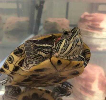 Adopt Raphael a Turtle - Other / Turtle - Other / Mixed reptile, amphibian