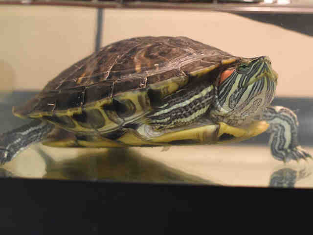 Adopt CHONG a Turtle - Other / Mixed reptile, amphibian, and/or fish in