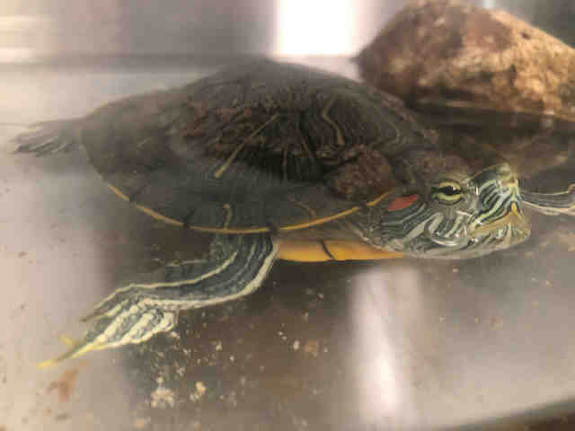 Adopt *NINJA a Turtle - Other / Mixed reptile, amphibian