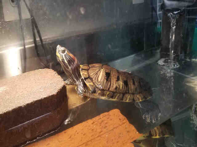 Adopt *MILES a Turtle - Other / Mixed reptile, amphibian