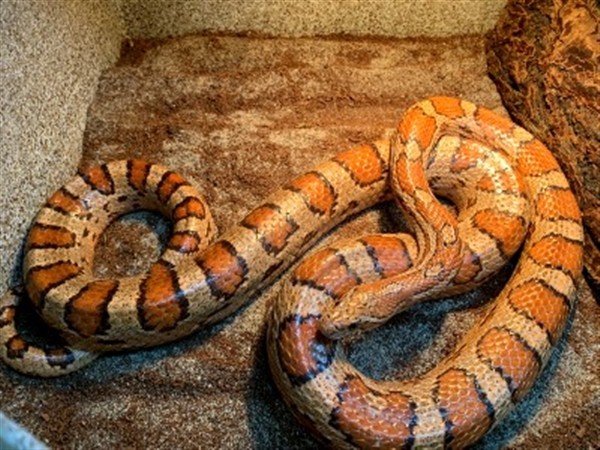 Adopt Ezra a Snake reptile, amphibian, and/or fish in Novato, CA (24942832)