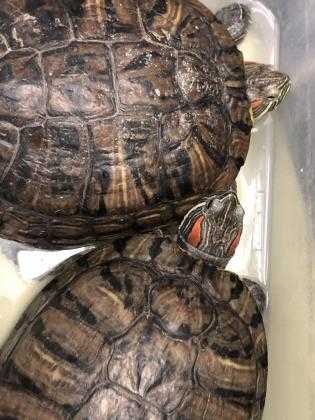 Adopt Nickleby a Turtle - Other / Turtle - Other / Mixed reptile, amphibian