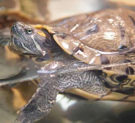 Adopt *TINK a Turtle - Other / Mixed reptile, amphibian, and/or fish in Las