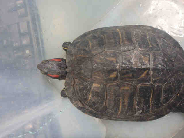 Adopt ULYSSES a Turtle - Other / Mixed reptile, amphibian