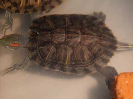 Adopt *TANK a Turtle - Other / Mixed reptile, amphibian, and/or fish in Las