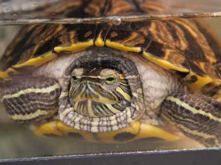 Adopt *BAM a Turtle - Other / Mixed reptile, amphibian, and/or fish in Las