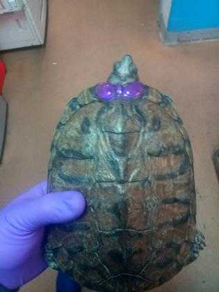 Adopt Nina a Turtle - Other / Mixed reptile, amphibian, and/or fish in