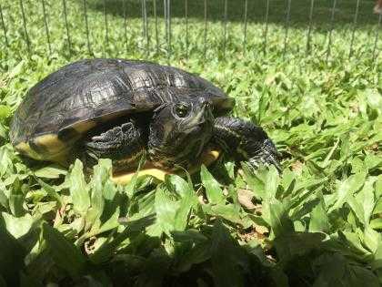 Adopt 41288038 a Turtle - Other / Mixed reptile, amphibian