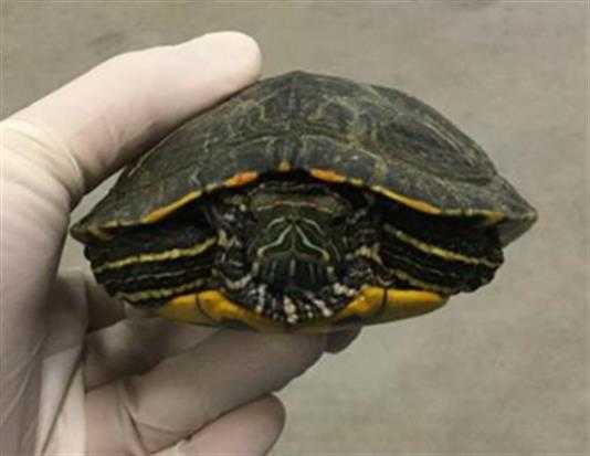Adopt Other a Turtle - Other / Mixed reptile, amphibian, and/or fish in Jurupa