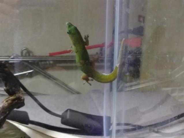 Adopt REPTAR a Gecko / Mixed reptile, amphibian, and/or fish in Denver