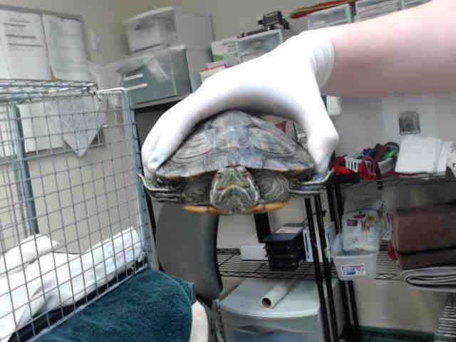 Adopt SQUIRT a Turtle - Other / Mixed reptile, amphibian
