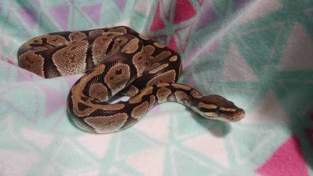 Adopt Rainbow a Snake reptile, amphibian, and/or fish in Pasco, WA (24995576)