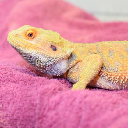 Adopt Ray a Lizard / Lizard / Mixed reptile, amphibian, and/or fish in